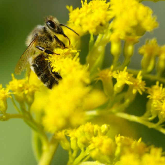 Pylová sezóna je v plném proudu | foto:  virginiahopkinstestkits.com