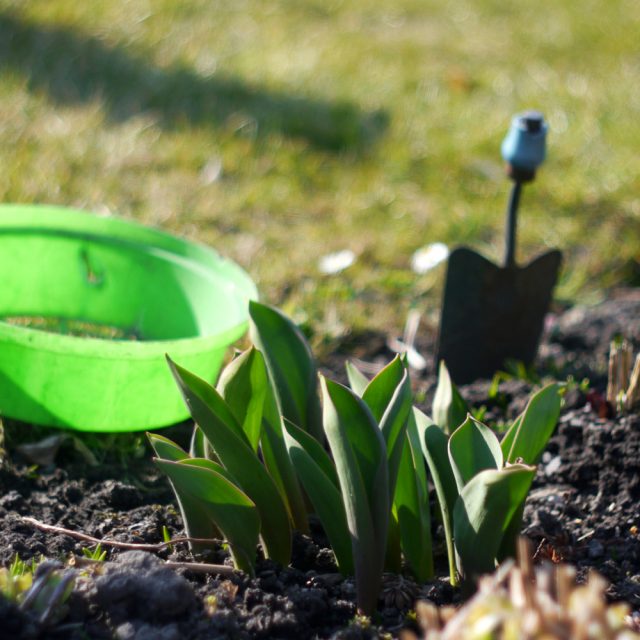 zahradničení | foto: Stock Exchange