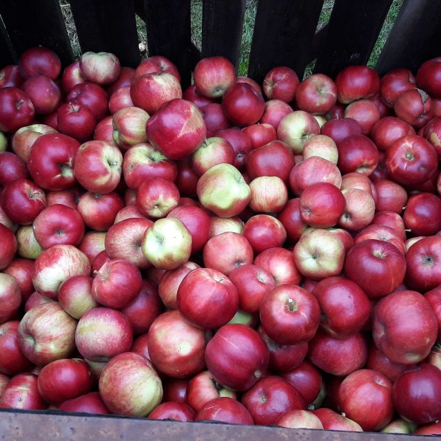 Úroda jablek v Sadech Vranov | foto: Martina Klímová,  Český rozhlas Plzeň