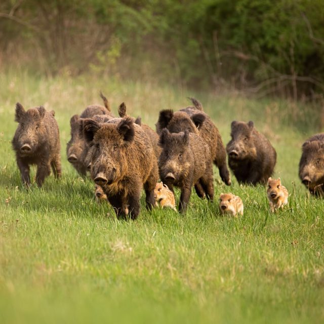 Divočáci  (ilustr. foto) | foto: Shutterstock