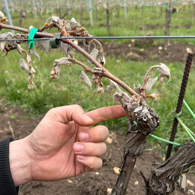 Mrazy spálily úrodu | foto: Lucie Heyzlová,  Český rozhlas