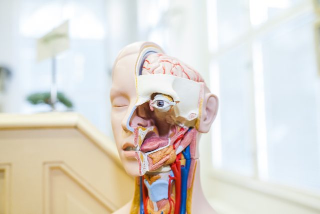 Muzeum normální a srovnávací anatomie 1. LF UK | foto:  Tiskový servis Anatomického ústavu 1. lékařské fakulty UK