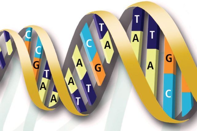 Existují &quot;geny pro chytrost&quot;? | foto: Genome Management Information System/ORNL
