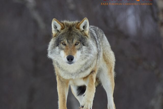 Vlk obecný | foto: The EAZA European Carnivore Campaign