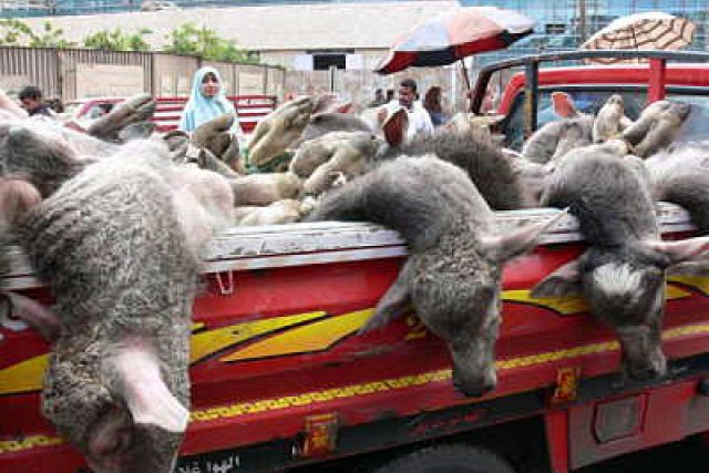 Přeprava živých ovcí v Egyptě | foto:  sparelives.org