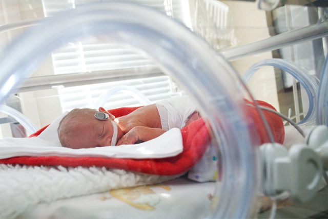 Inkubátor zajišťuje novorozencům stabilní tělesnou teplotu i dostatečnou vlhkost vnějšího prostředí | foto: Tomáš Adamec