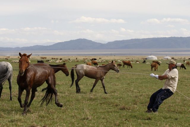 Mongolští pastevci ovládají bezchybně i práci s lasem | foto: Ľubomír Smatana,  Český rozhlas