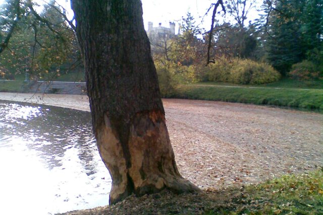 Bobry zničený strom v parku u lednického zámku | foto: Vlasta Gajdošíková,  Český rozhlas