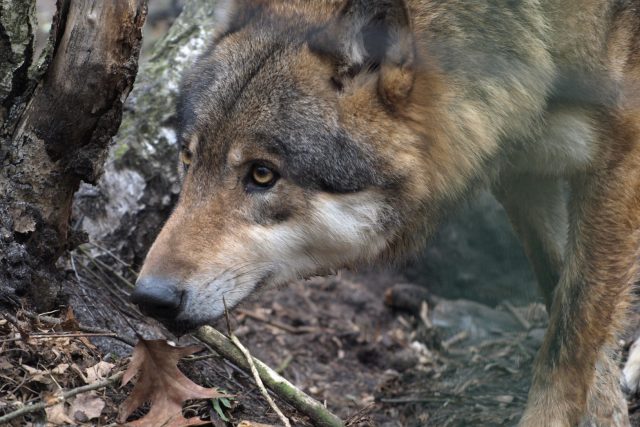 Vlk eurasijský | foto: Zoo Děčín