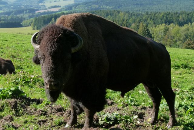 Bizoni firmy Agrowald Rožmberk | foto: Roman Urbanec