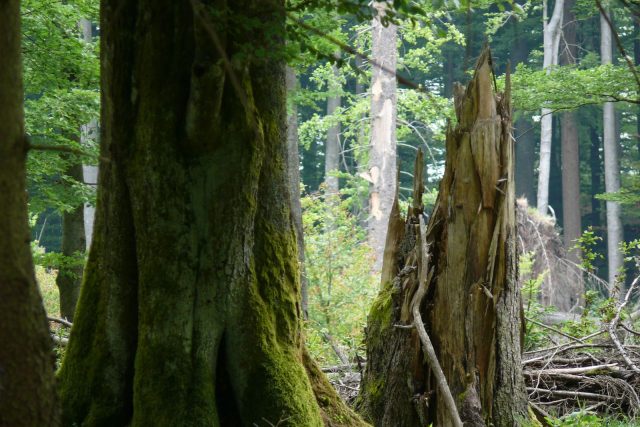 Největší biologická hodnota je spojena s tlejícím dřevem,  vysvětluje Tomáš Vrška | foto: Romana Kostohryzová