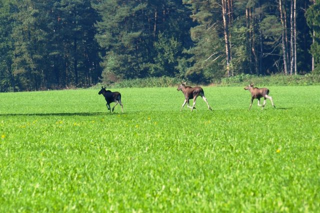 Fotografie tří losů evropských,  kterou pořídila jedna z návštěvnic Šumavy | foto:  Národní park Šumava
