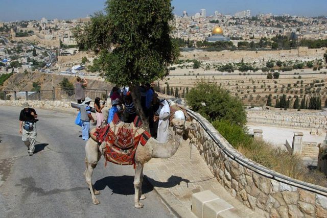 Izrael povolil Palestincům provozovat na Olivové hoře jednoho velblouda | foto: Břetislav Tureček,  Český rozhlas