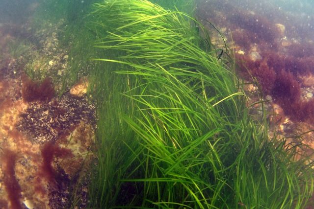 Porosty mořské trávy rodu Zostera | foto:  Syddansk Universitet