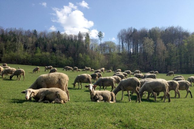 200 ovcí uprostřed zelených hor je jako vystřižených z propagačního katalogu | foto: Vojtěch Berger