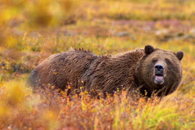 Medvěd grizzly v národním parku Denali | foto: GNU General Public License,  verze 1.2,   Jean-Pierre Lavoie