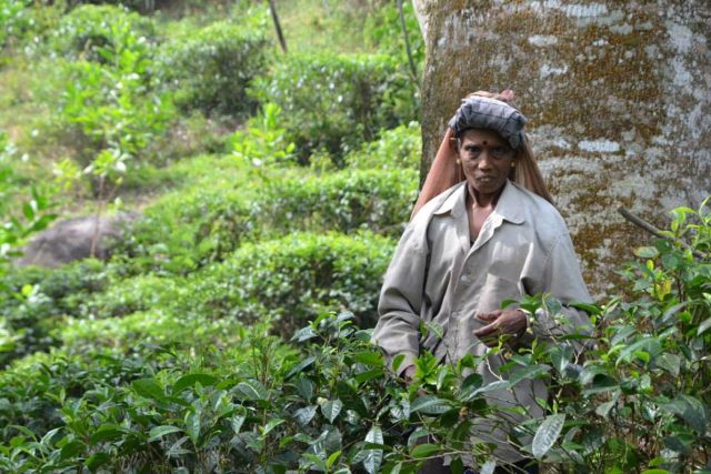 Práce na čajovníkových plantážích je úmorná | foto: Markéta Kutilová