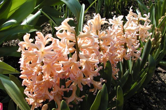 Zahradu oslní rozhodně hyacinty,  tvrdí zahradník Eduard Chvosta | foto:  Archiv Botanické zahrady hl. m. Prahy v Troji