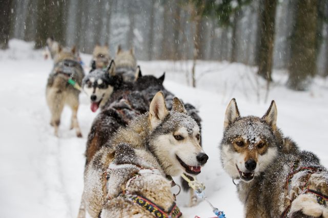 Zásadou mushera je nepustit se saní,  jinak by se psi rozutekli | foto: Fotoarchiv Jany Henychové