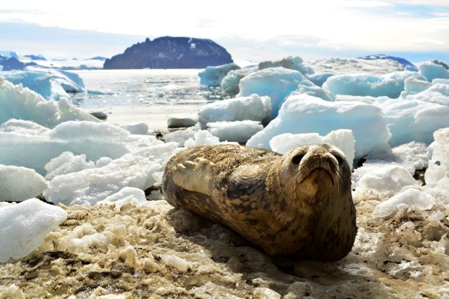 Vědci z brněnské Masarykovy univerzity vyrážejí na Antarktidu již poněkolikáté | foto:  Masarykova univerzita