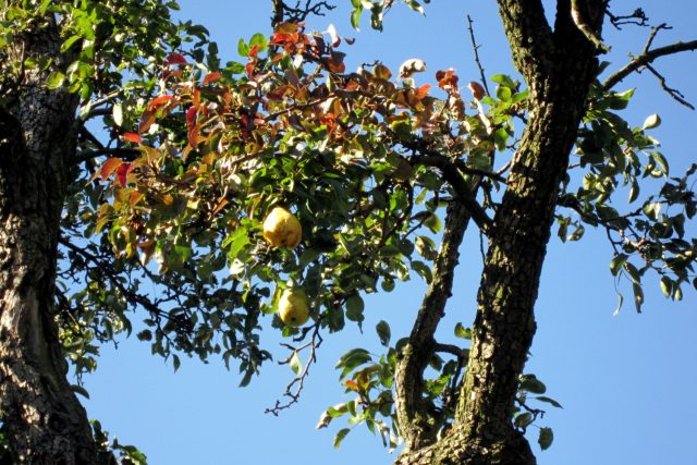 Na stezce převažují jabloňové sady,  ale potkáte také hrušně plné ovoce | foto: Hana Vrbovcová