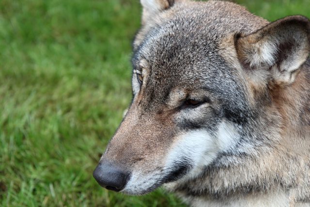 Nedaleko šumavského Srní mohou lidé pozorovat vlky | foto: Pavel Maršát,  Český rozhlas