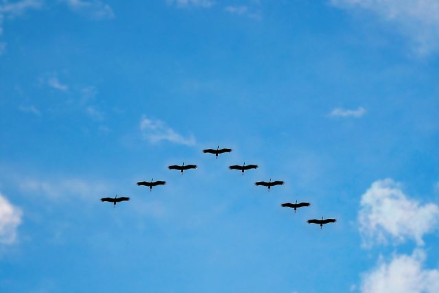 Letící ptáci | foto: Fotobanka Pixabay