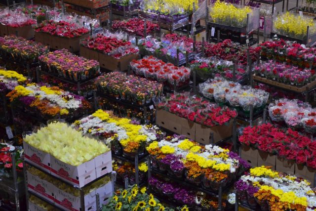 Pozor na oči a na nos. Tady přechází zrak i čich. Nejvíce se prodávají růže,  orchideje ale i lilie a alstromérie | foto: David Koubek,  Český rozhlas