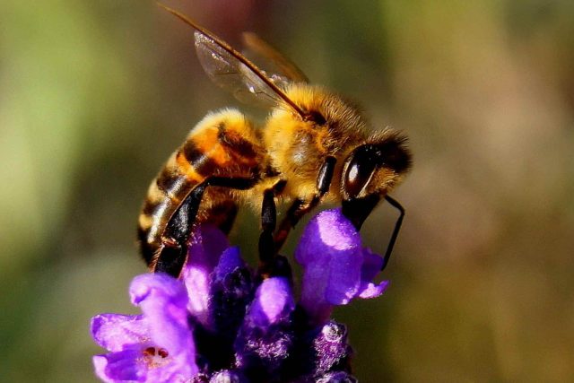 včela - hmyz | foto: CC0 Public domain,   chezbeate