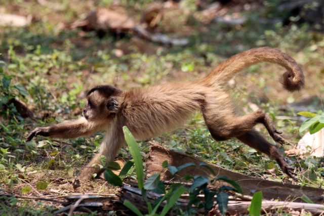 Petr Bambousek fotografuje nejenom opice | foto:  CC BY-SA 4.0,   Charlesjsharp
