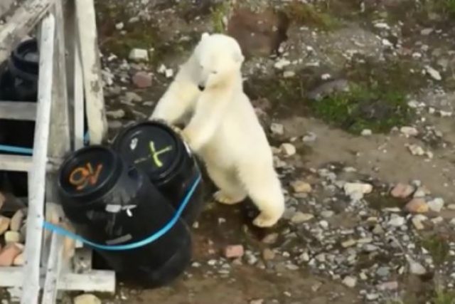 Lední medvěd se dobývá do sudů s odpadky u chaty vědců v Arktidě | foto: Centrum polární ekologie