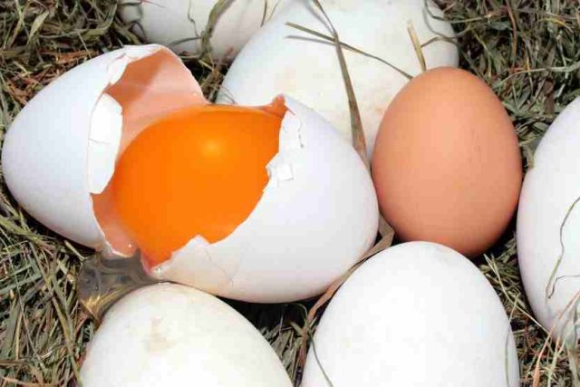 vajíčka,  vejce,  žloutek,  slepice,  žlutá a bílá | foto: CC0 Public domain