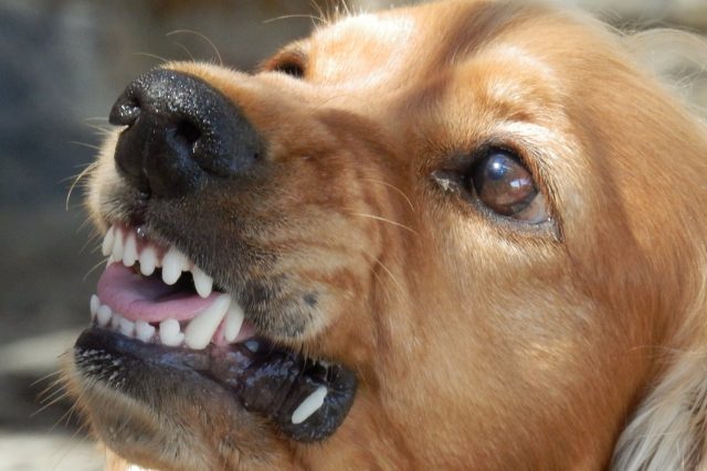 agresivní pes | foto: CC0 Public domain