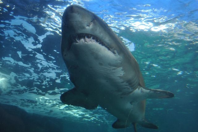 Žralok | foto:  pixabay.com,   Valdeck