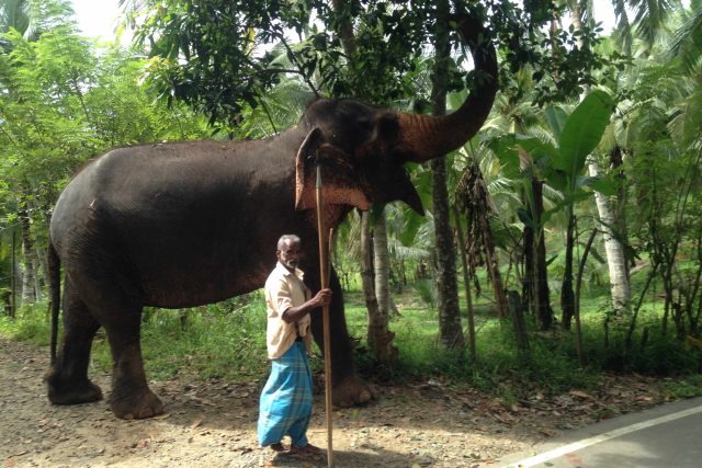 Mahúti jsou povinni se o slony starat s láskou a bez použití násilí | foto: Jan Kaliba,  Český rozhlas