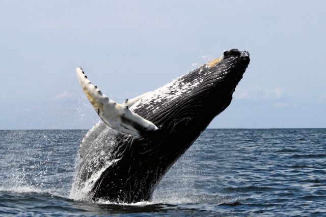 Zahlédnout velrybu pár set metrů od Manhattanu už není zážitek z říše snů.  (Ilustrační snímek) | foto:  CC BY 3.0,  Whit Welles