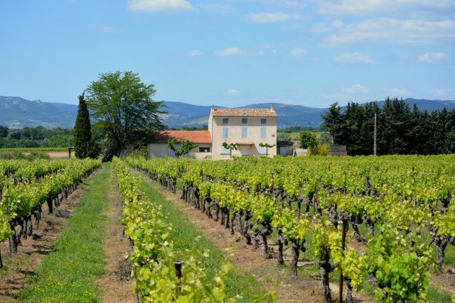 Vinice ve Francii  (ilustrační snímek) | foto: Fotobanka Pixabay