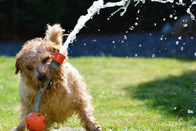 I psům v létě hrozí přehřátí | foto: Fotobanka Pixabay
