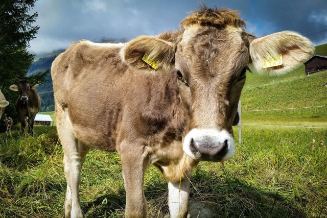 kráva,  Švýcarsko | foto: CC0 Public domain