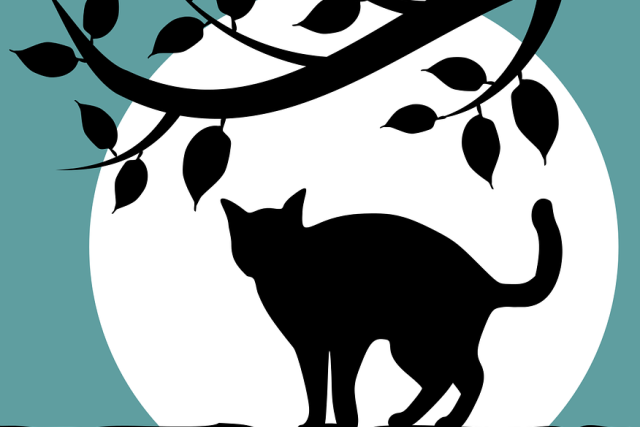 Černá kočka | foto: Fotobanka Pixabay