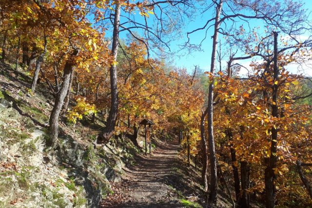 Podzim v lesích na Křivoklátsku | foto: Markéta Vejvodová,  Český rozhlas
