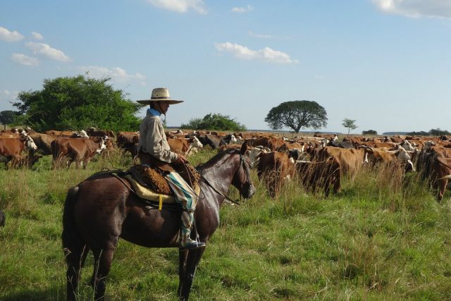 Argentinský gaučo se stádem dobytka | foto: Pixabay