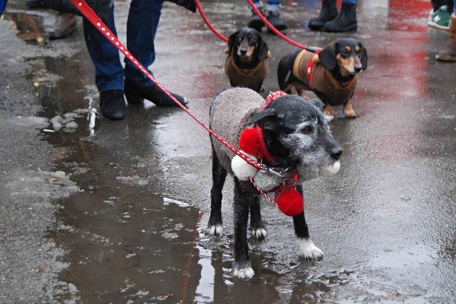 V nevlídném počasí psi svetry ocenili i z praktických důvodů | foto: Jaromír Marek,  Český rozhlas