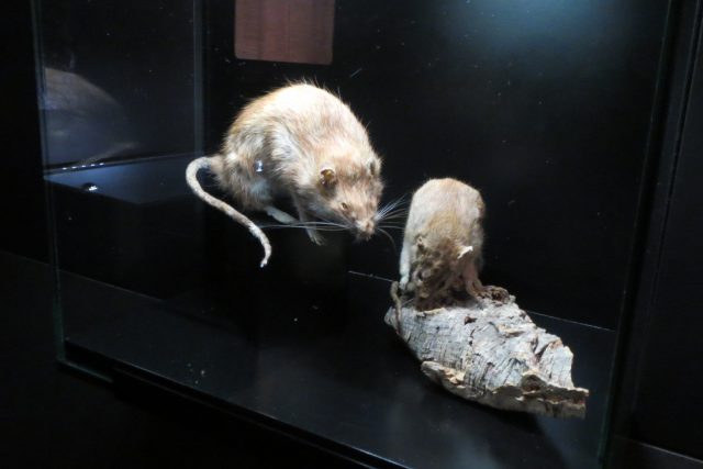 Kdo nenarazí na krysy přímo v kanále,  může si je prohlédnout v jedné z vitrín muzea | foto: Filip Nerad,  Český rozhlas