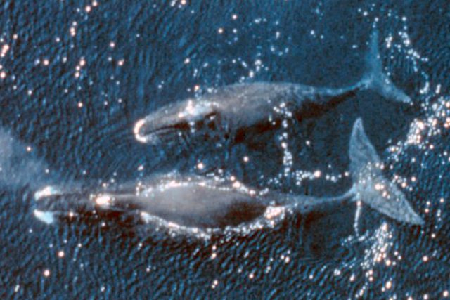 velryby grónské | foto:  NOAA Photo Library