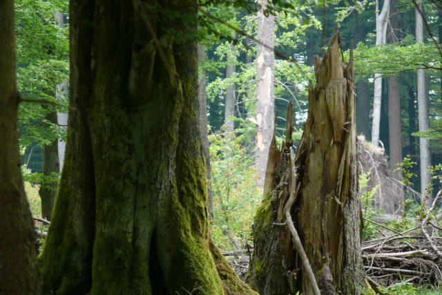 Žofínský prales. Lesy nejstarší české přírodní rezervace jsou typově nejpodobnější těm ve střední Evropě | foto: Romana Kostohryzová