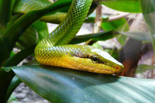 Mamba patří mezi nejjedovatější hady,  její jed způsobuje nervovou paralýzu. Postižený pacient umírá velmi rychle | foto: Fotobanka Pixabay