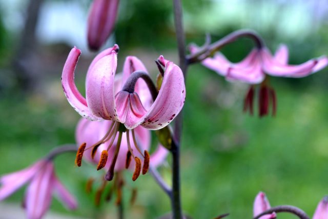 Květy různých druhů a odrůd lilií mohou rozkvétat od května až do října | foto: Jolana Nováková,  Český rozhlas