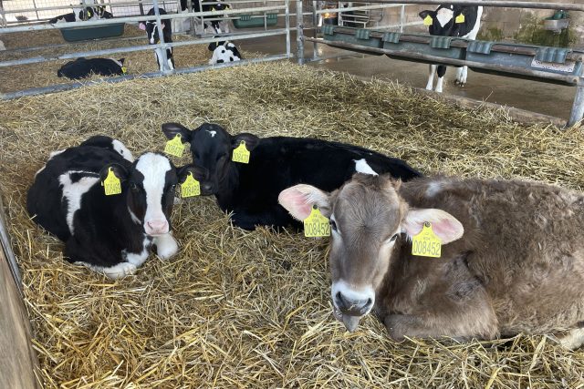 Moderní texhnologie v zemědělství usnadňují život farmářům a zlepšují životní podmínky hospodářských zvířat | foto: Martin Pařízek,  Český rozhlas