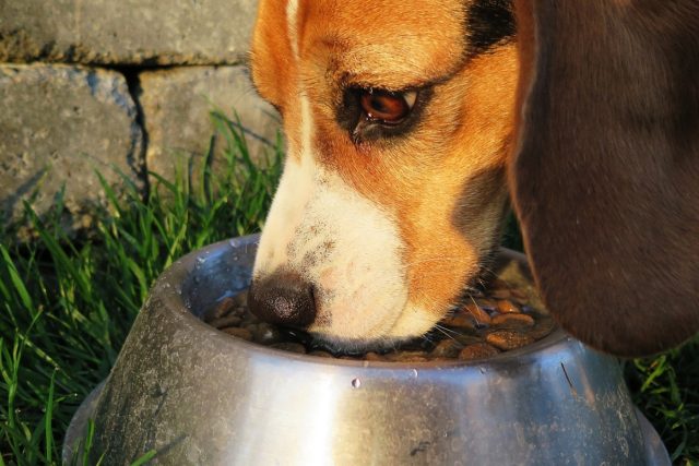 Co by mělo obsahovat kvalitní krmivo? Důležitý je podle specialisty na výživu psů a koček především vysoký podíl masa a absence obilovin. | foto: Fotobanka Pixabay,  CC0 1.0
